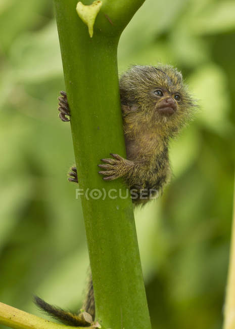 Pygmée marmouset tenant sur tige verte en Equateur, Amérique du Sud — Photo de stock