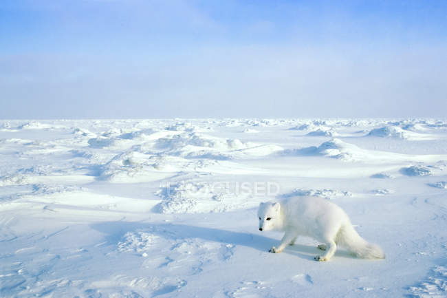 Arctic fox hunting in snow field of Arctic Canada — Stock Photo