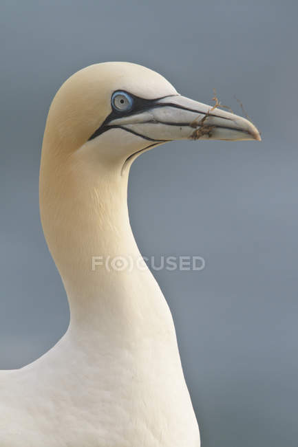 Seitenansicht der nördlichen Basstölpel Seevögel im Freien. — Stockfoto