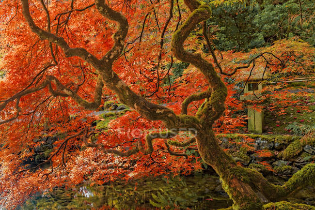 Осенняя листва в Японском саду, Butchart Gardens, Брентвуд-Бей, Британская Колумбия, Канада — стоковое фото