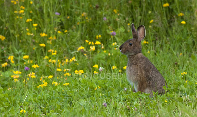 Snowshoe hare standing in summer grass near Lake Superior, Canada — Stock Photo
