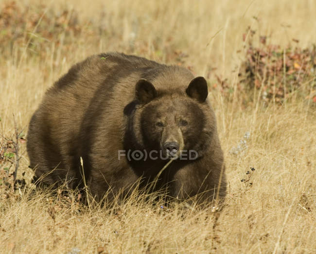 Черный медведь в фазе корицы на лугу национального парка Уотертон Лейкс, Альберта, Канада . — стоковое фото