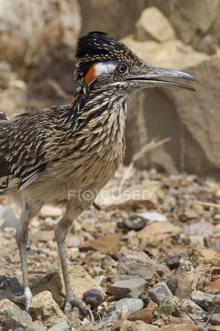Uccello corridore in piedi su pietre nel deserto arido
. — Foto stock