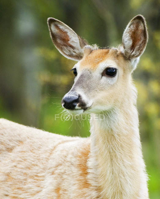 Close up shot White-tailed Deer Male — Stock Photo