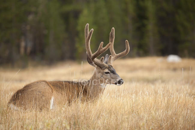 Maschio mulo cervo sdraiato in erba alta — Foto stock