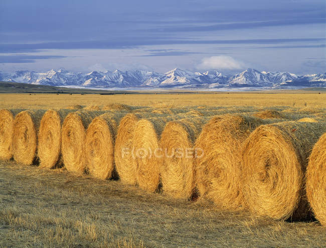 Round Bales with Canadian Rockies mountains in Pincher Creek, Alberta, Canada. — Stock Photo