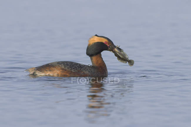 Grebe macho com chifres carregando captura de peixe enquanto nadava na água, close-up — Fotografia de Stock