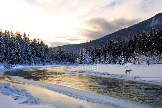 Loup gris dans le paysage hivernal de la rivière Blaeberry, Colombie-Britannique, Canada — Photo de stock
