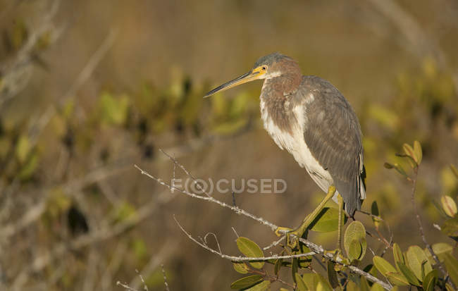 Tricolored heron perched on tree branches — Stock Photo