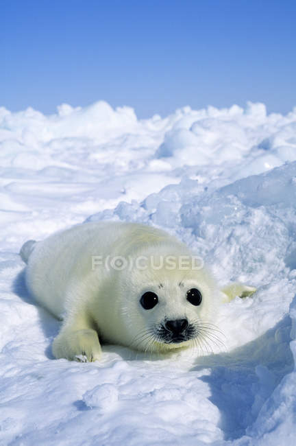 Giovane cucciolo di foca arpa sdraiato sulla neve artica . — Foto stock