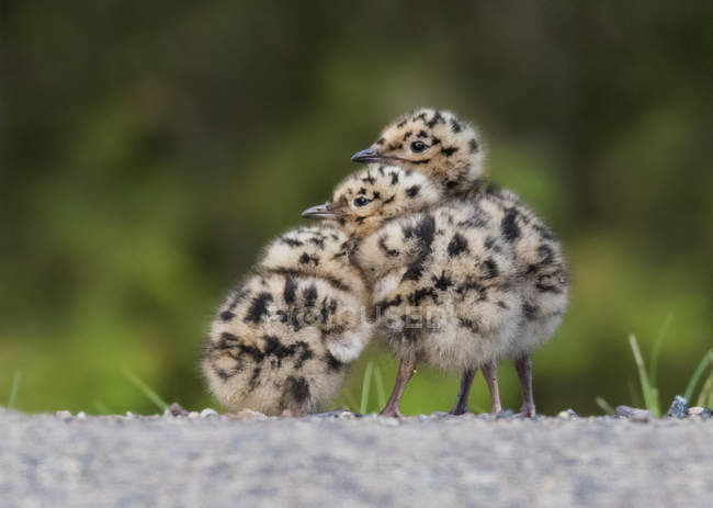 Trois minuscules poussins Bonaparte Gull, gros plan — Photo de stock