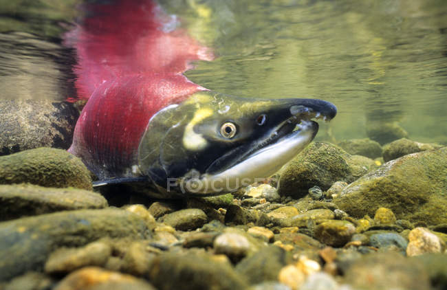 Рыба-лосось в воде Британской Колумбии, Канада — стоковое фото