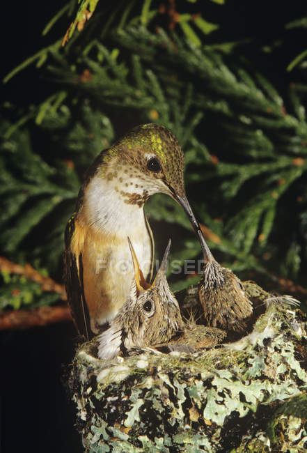 Primer plano del colibrí Rufus alimentando pollitos en el nido en el árbol . - foto de stock