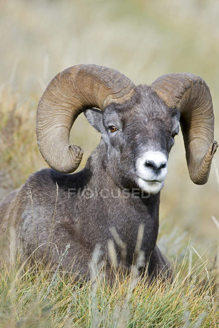 Male bighorn sheep lying in meadow. — Stock Photo