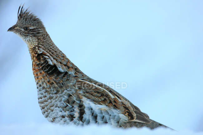 Grouse increspato in piedi nella neve, vista laterale — Foto stock