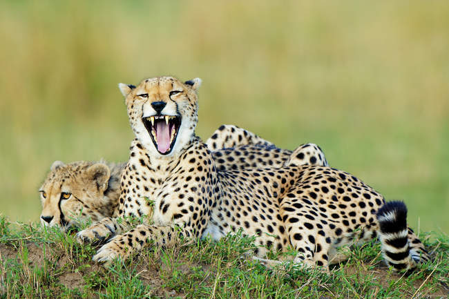 Due ghepardi che giacciono e sbadigliano sul tumulo di termiti nella riserva di Masai Mara, Kenya, Africa orientale — Foto stock