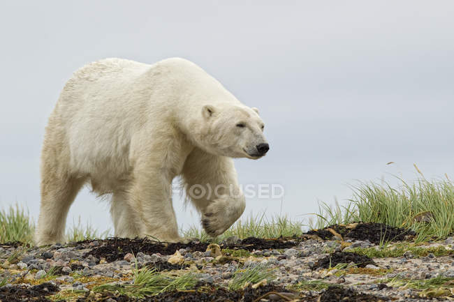 Urso polar caminhando na costa gramada e rochosa em Churchill, Manitoba, Canadá — Fotografia de Stock
