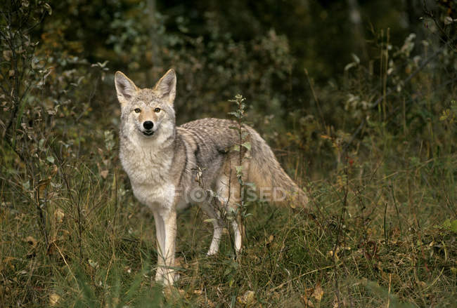 Kojote steht auf Waldwiese und blickt in Kamera. — Stockfoto