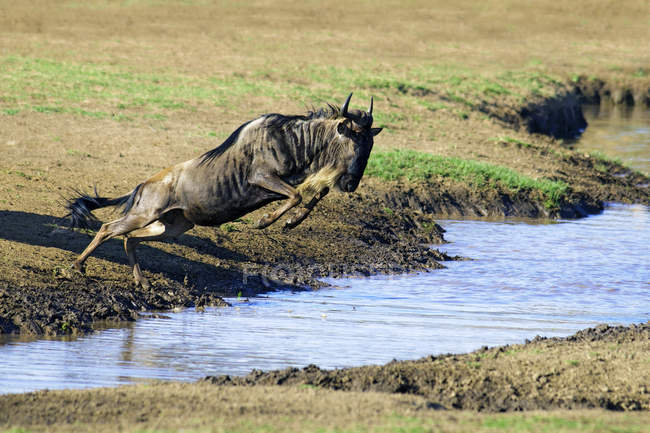 Comune gnu che salta oltre il fiume nella Riserva Masai Mara, Kenya, Africa Orientale — Foto stock