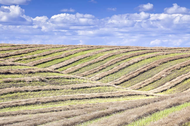 Campo cerrado e colinas rolantes na época da colheita em Tiger Hills, Manitoba, Canadá
. — Fotografia de Stock