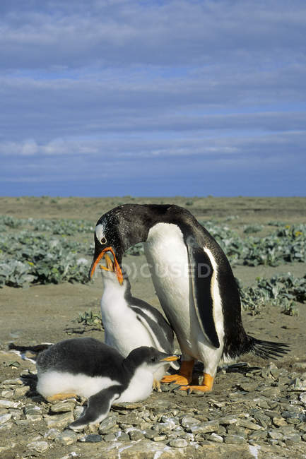 Adult gentoo penguin feeding chicks on Falkland Island, Southern Atlantic Ocean — Stock Photo