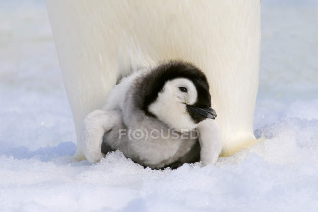 Close-up of emperor penguin chick resting on adult feet, Snow Hill Island, Weddell Sea, Antarctica — Stock Photo