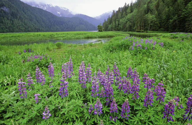 Altanash Estuaire et lupins à fleurs sur la côte centrale, Colombie-Britannique, Canada . — Photo de stock