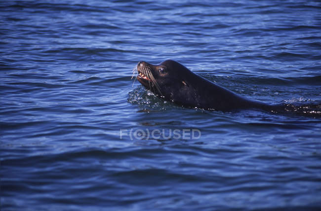 León marino de California nadando en agua azul, Columbia Británica, Canadá . - foto de stock