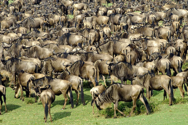 Grande gruppo di gnu comuni in migrazione, Masai Mara Reserve, Kenya, Africa orientale — Foto stock