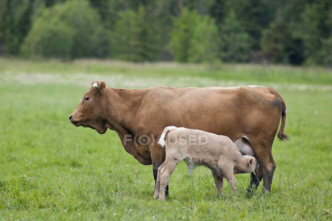 Veau allaité par une vache dans un pâturage près de Riverton, Manitoba, Canada . — Photo de stock