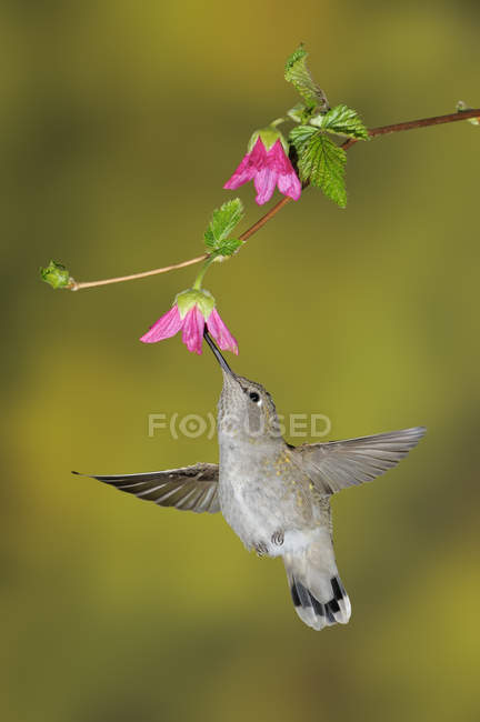 Feminino Anna Hummingbird se alimentando em flor, close-up . — Fotografia de Stock