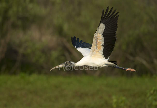 Wood stork flying in woodland of Florida, USA — Stock Photo