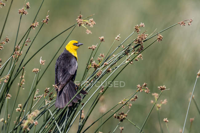 Жовтоглава чорна птах, що сидить на очереті, крупним планом — стокове фото