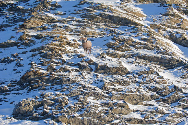 Bighorn sheep ram on rocky hillside in Jasper National Park, Alberta, Canada — Stock Photo