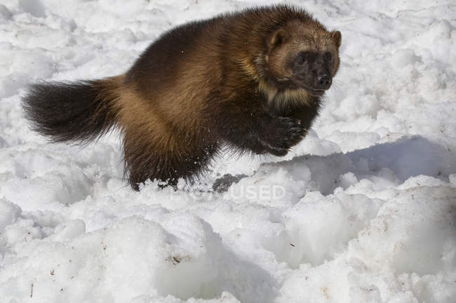 Wolverine che salta nella neve, Dempster Highway, Yukon
. — Foto stock