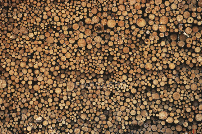 Pulp wood stacked in processing yard, full frame — Stock Photo