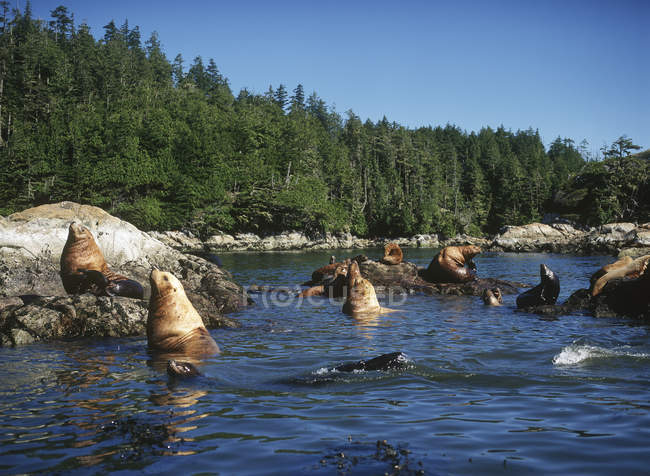 Leoni marini che riposano nelle isole rotte, Barkley Sound, Vancouver Island, Columbia Britannica, Canada . — Foto stock