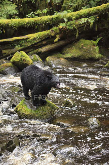 Orso nero in piedi sulla roccia nell'acqua di Thornton Creek, Columbia Britannica, Canada — Foto stock