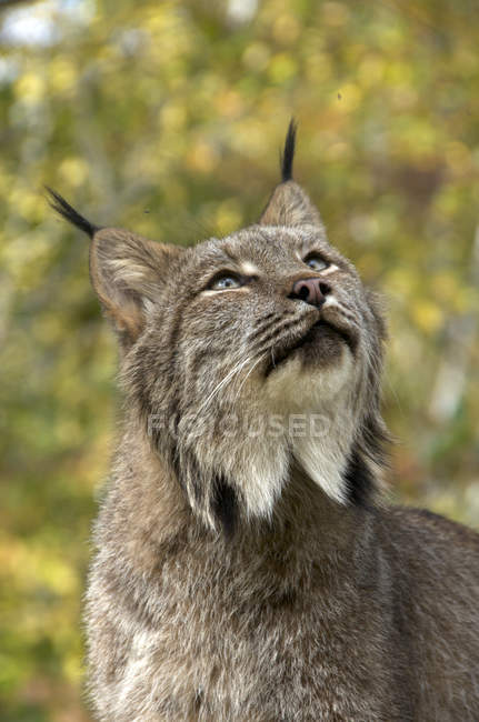 Canada lynx in green forest looking up, portrait — Stock Photo