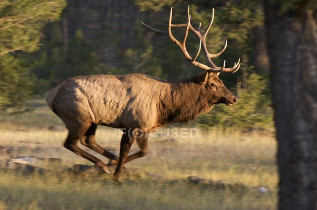 Wild elk with antlers running in forest of Alberta, Canada. — Stock Photo
