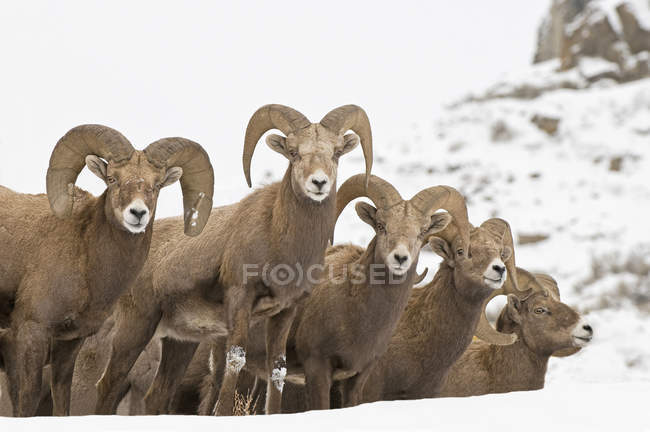 Стадо диких баранів Каліфорнії Bighorn взимку поблизу Kamloops, Британська Колумбія, Канада — стокове фото