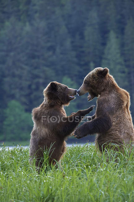 Grizzly ursos lutando na grama em Great Bear Rainforest, Colúmbia Britânica, Canadá — Fotografia de Stock