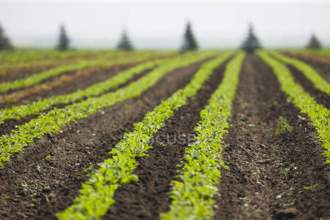 Organic radish crops in field near Strathmore, Alberta, Canada — Stock Photo