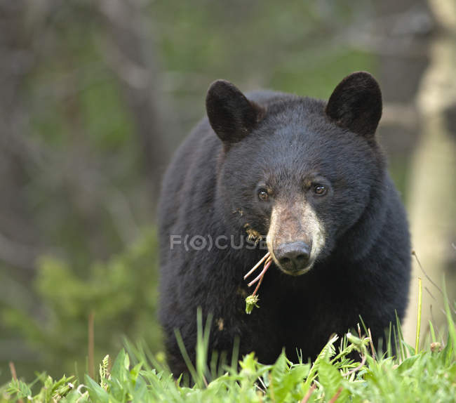 Черный медведь пасущийся на лугу в Провинциальном парке Уотертон Лейкс, Альберта, Канада — стоковое фото