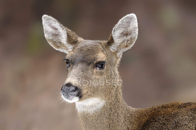 Primo piano colpo di mulo cervo femmina — Foto stock
