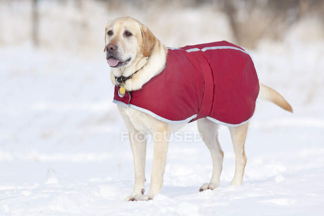 Yellow Labrador retriever dog wearing red coat in winter. — Stock Photo