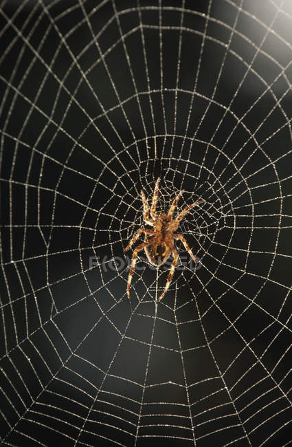 Araña en la web con gotas de rocío, primer plano . - foto de stock