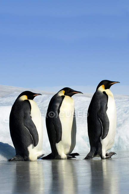 Três pinguins-imperador na Ilha Snow Hill, Mar de Weddell, Antártida — Fotografia de Stock
