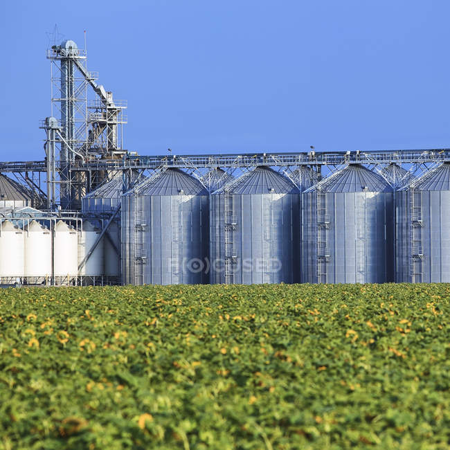 Elevadores de granos terrestres y cultivos de girasol de Rathwell, Manitoba, Canadá . - foto de stock