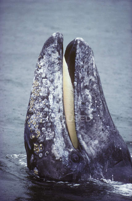 Primo piano della balena grigia che sbircia dall'acqua nella Columbia Britannica, Canada . — Foto stock